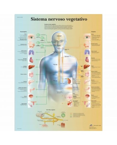 3B Scientific, tavola anatomica, Poster Il sistema nervoso vegetativo  cod. VR4610UU 3B Scientific, tavola anatomica, Poster Il sistema nervoso vegetativo  cod. VR4610UU