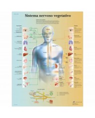 3B Scientific, tavola anatomica, Poster Il sistema nervoso vegetativo  cod. VR4610UU 3B Scientific, tavola anatomica, Poster Il sistema nervoso vegetativo  cod. VR4610UU