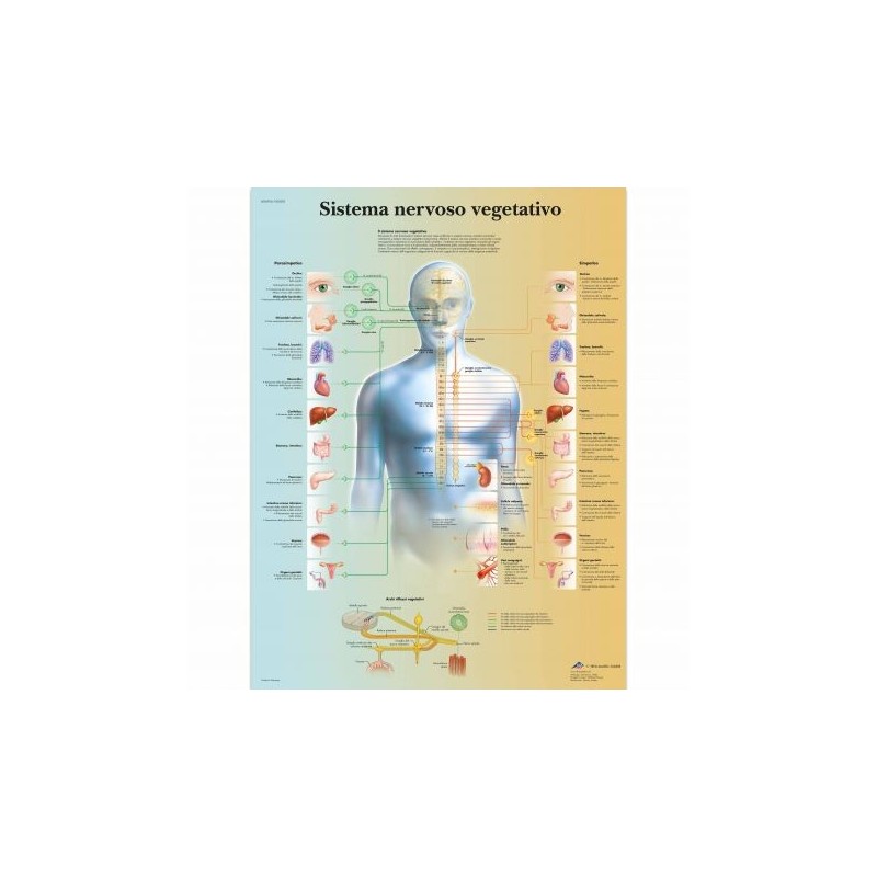 3B Scientific, tavola anatomica, Poster Il sistema nervoso vegetativo cod. VR4610L