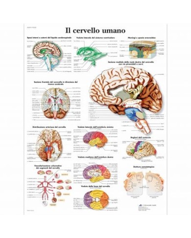 3B Scientific, tavola anatomica, Poster Il Cervello Umano cod. VR4615L 3B Scientific, tavola anatomica, Poster Il Cervello Umano cod. VR4615L