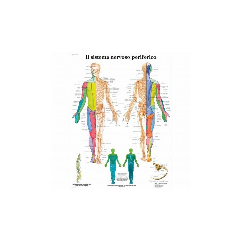 3B Scientific, tavola anatomica, Poster Il Sistema Nervoso Periferico cod. VR4621UU