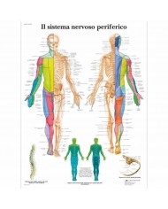 3B Scientific, tavola anatomica, Poster Il Sistema Nervoso Periferico cod. VR4621UU