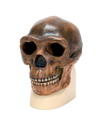 Riproduzione di cranio Homo Erectus Pekinensis  (Weidenreich, 1940)  VP750/1