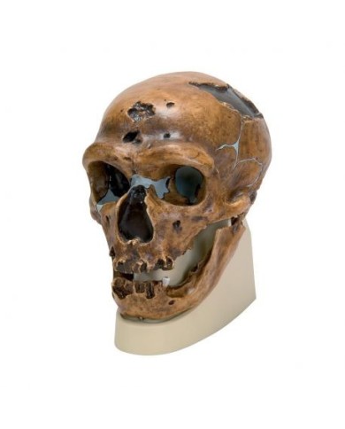 Riproduzione di cranio Homo neanderthalensis (La Chapelle-aux-Saints 1)  VP751/1