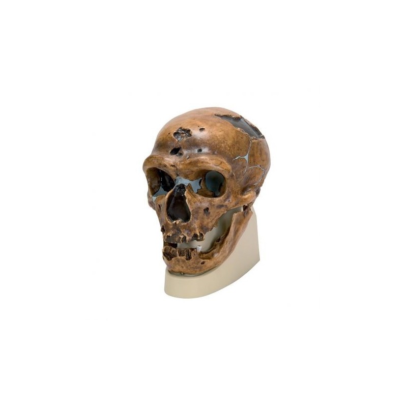 Riproduzione di cranio Homo neanderthalensis (La Chapelle-aux-Saints 1)  VP751/1