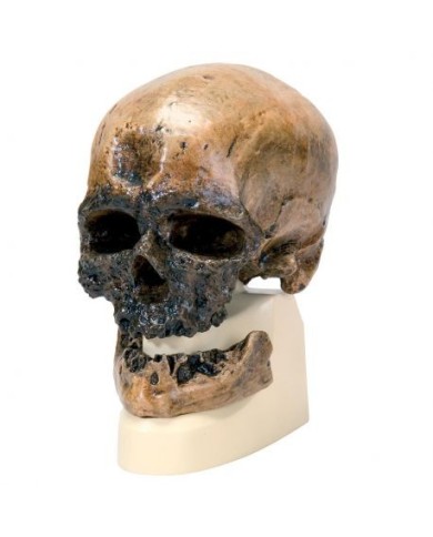 Riproduzione di cranio Homo sapiens (Crô-Magnon) VP752/1