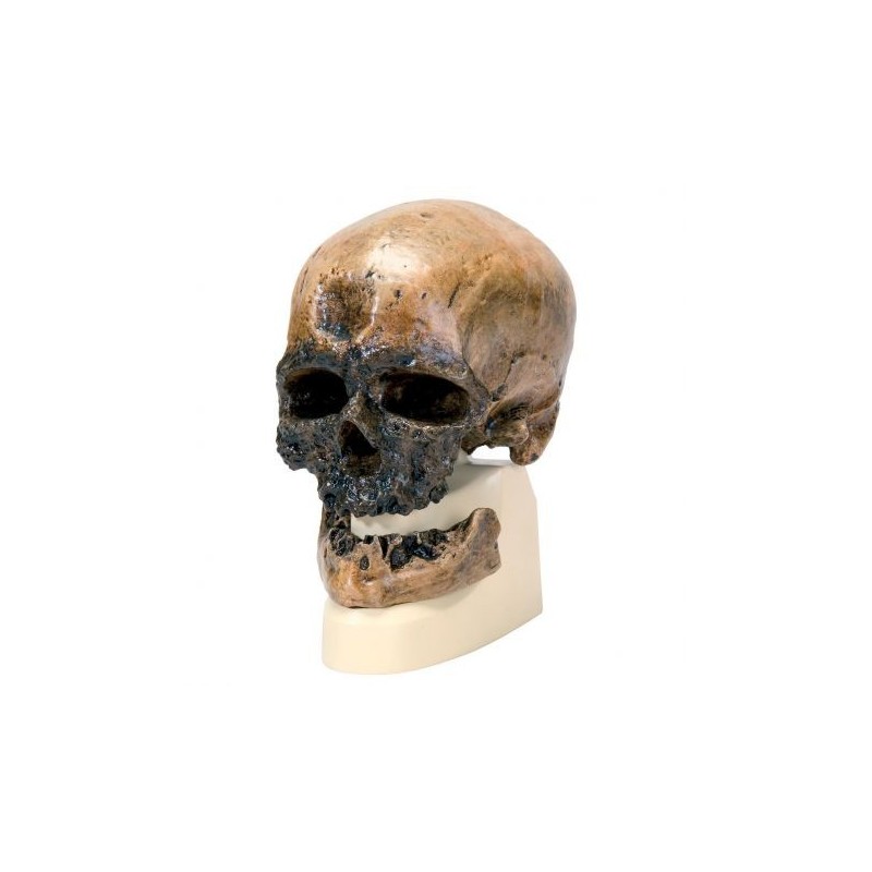 Riproduzione di cranio Homo sapiens (Crô-Magnon) VP752/1