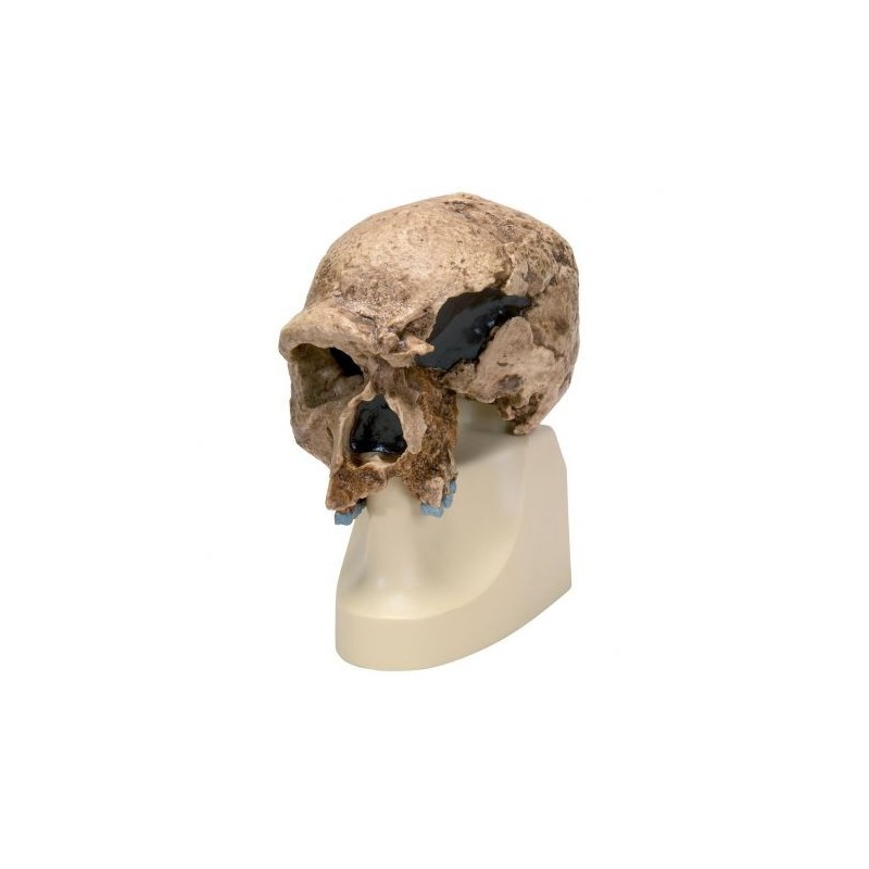 Riproduzione di cranio Homo steinheimnensis (Berkhemer, 1936) VP753/1
