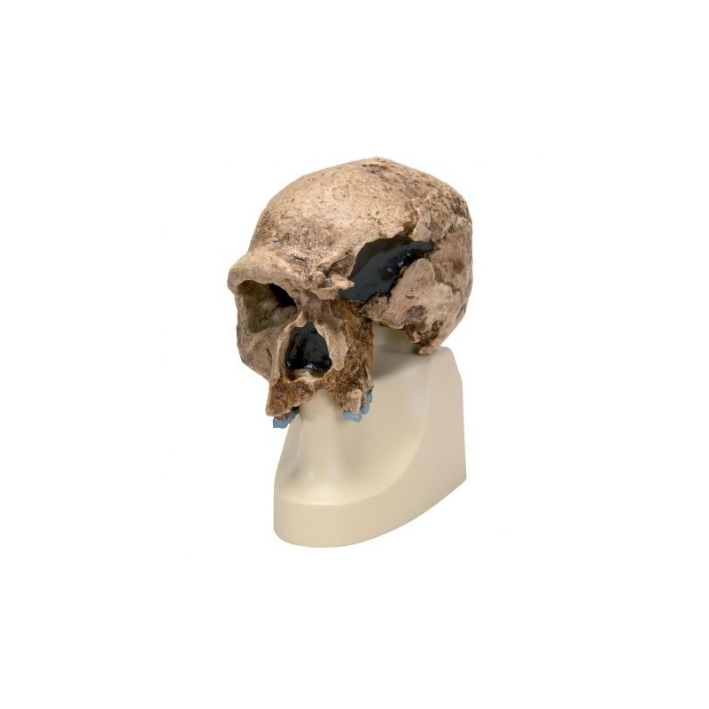 Riproduzione di cranio Homo steinheimnensis (Berkhemer, 1936) VP753/1