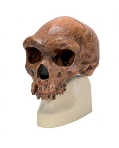 Riproduzione di cranio Homo rhodesiensis (Broken Hil, Woodward, 1921) VP754/1