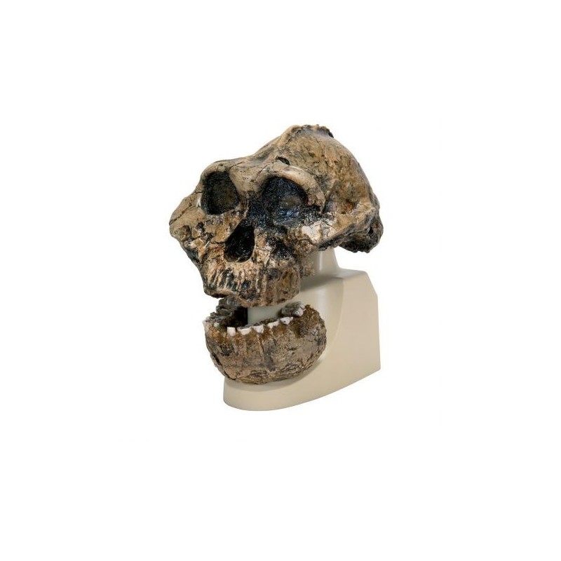 Riproduzione di cranio Australopithecus boisei (KNM-ER 406 + Omo L7A-125) VP755/1