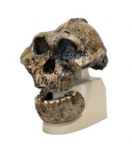 Riproduzione di cranio Australopithecus boisei (KNM-ER 406 + Omo L7A-125) VP755/1