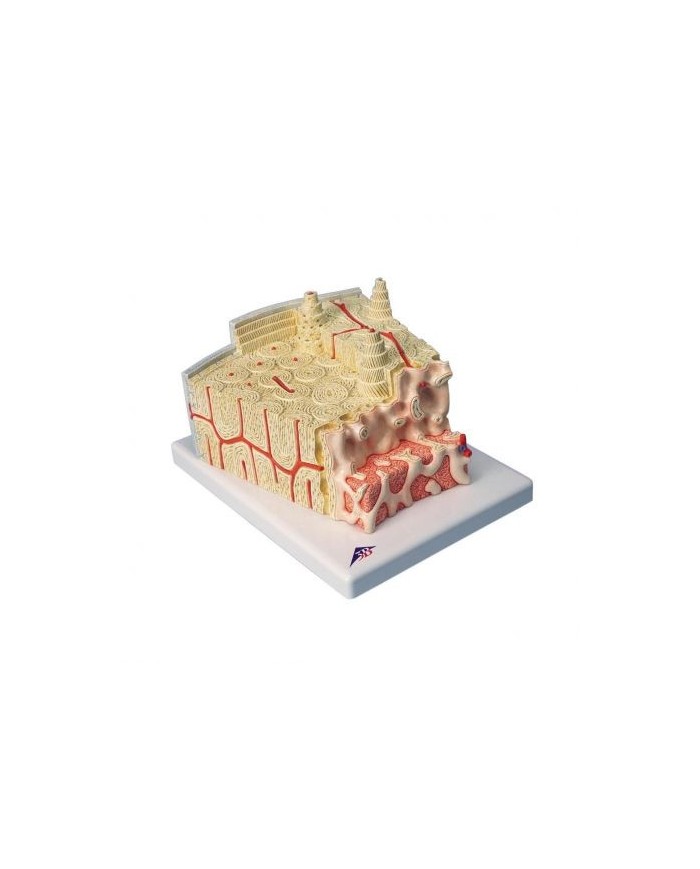 3B Scientific, MICROanatomy, struttura dell'osso, ingrandito 80 volte A79