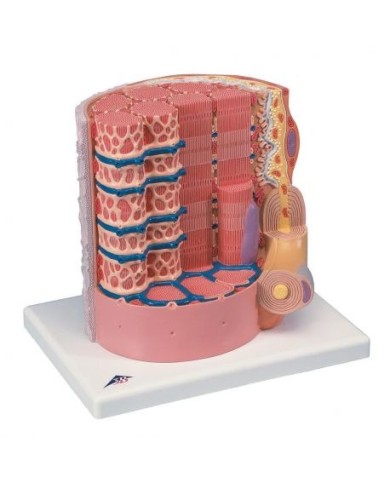 3B Scientific, MICROanatomy, Fibra muscolare - ingrandito 10.000 volte B60