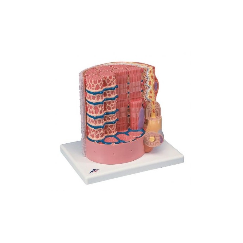 3B Scientific, MICROanatomy, Fibra muscolare - ingrandito 10.000 volte B60