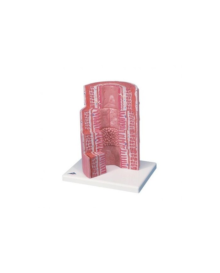 3B Scientific, MICROanatomy, Modello di tubo digerente  K23