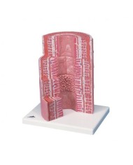 3B Scientific, MICROanatomy, Modello di tubo digerente  K23