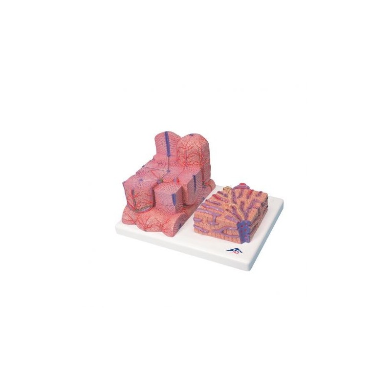 3B Scientific, MICROanatomy, Modello di Fegato K24