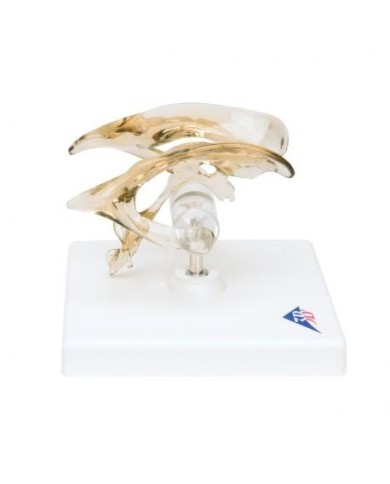 3B Scientific, modello anatomico di ventricolo cerebrale VH410