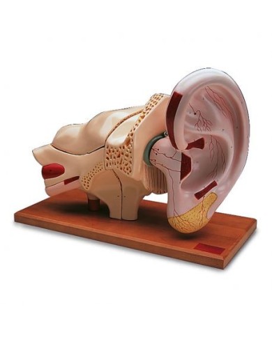 3B Scientific, modello anatomico: Orecchio ingrandito 5 volte, in 8 parti W42514