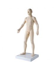 3B Scientific, Modello maschile per training agopuntura N30