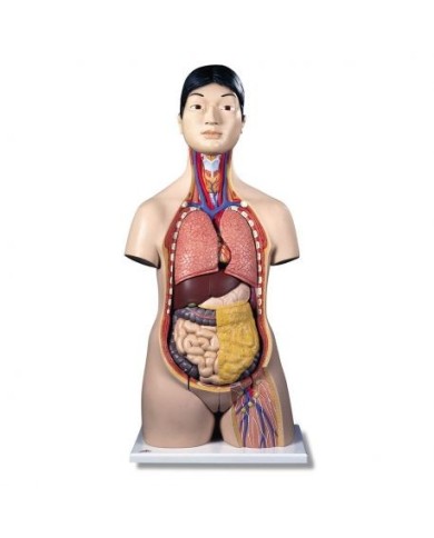 3B Scientific, Torso bisessuato giapponese, scomponibile in 18 parti B32/4 3B Scientific, Torso bisessuato giapponese, scomponibile in 18 parti B32/4