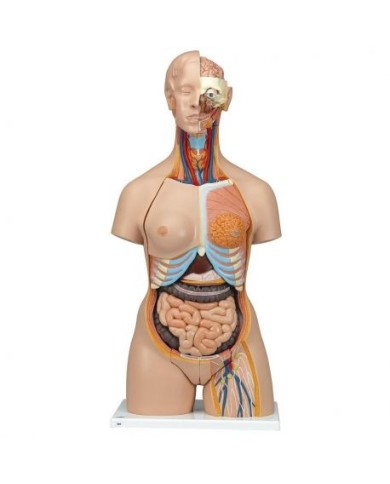 3B Scientific, Torso bisessuato, modello di lusso, con schiena aperta, in 28 parti B35 3B Scientific, Torso bisessuato, modello di lusso, con schiena aperta, in 28 parti B35