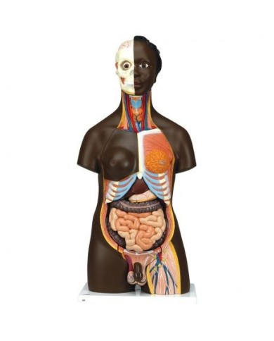 3B Scientific, Torso Africano bisessuato, scomponibile in 24 parti B37 3B Scientific, Torso Africano bisessuato, scomponibile in 24 parti B37
