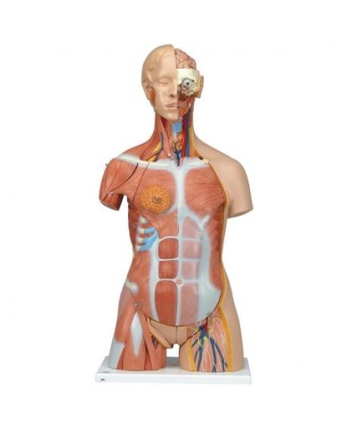 3B Scientific, Torso bisessuato, modello di lusso, con schiena aperta, in 31 parti B40 3B Scientific, Torso bisessuato, modello di lusso, con schiena aperta, in 31 parti B40