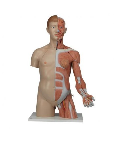 3B Scientific, Torso bisessuato, modello di lusso, più braccio con muscoli, in 33 parti B42 3B Scientific, Torso bisessuato, modello di lusso, più braccio con muscoli, in 33 parti B42