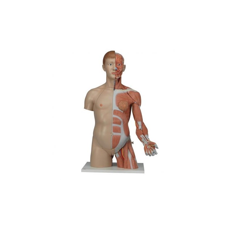 3B Scientific, Torso bisessuato, modello di lusso, più braccio con muscoli, in 33 parti B42