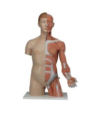 3B Scientific, Torso bisessuato, modello di lusso, più braccio con muscoli, in 33 parti B42