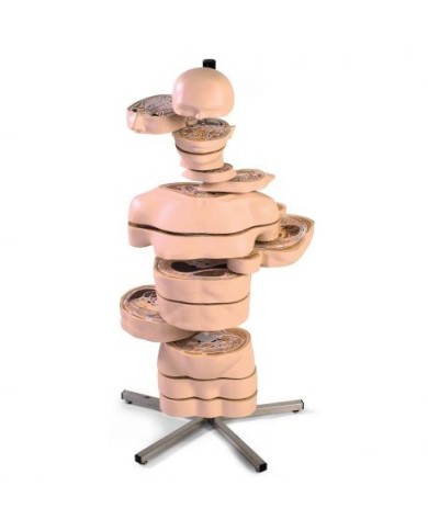 3B Scientific, modello anatomico di torso umano a fette, 15 fette, VA20 3B Scientific, modello anatomico di torso umano a fette, 15 fette, VA20