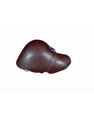 Fegato di ricambio, con cistifellea XB013