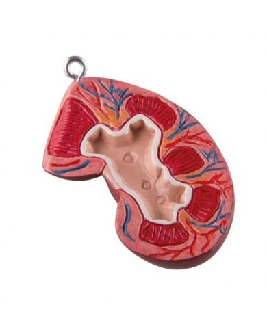 Reni di ricambio, metà anteriore XB017