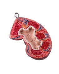 Reni di ricambio, metà anteriore XB017