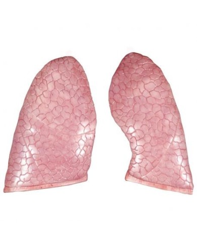 Polmoni di ricambio, per torso umano 3B Scientific, 2 pezzi XB007