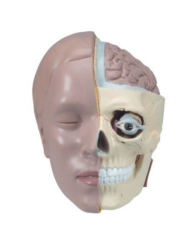 Testa di ricambio, in due parti, per torso 3B Scientific XB001