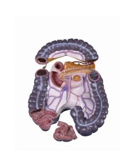 Intestino Crasso di ricambio per torso umano 3B Scientific, in tre parti XB015