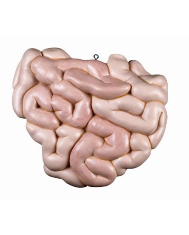 Intestino tenue di ricambio,per torso 3B Scientific XB014