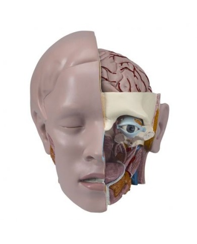 Testa di ricambio, in tre parti, per torso 3B Scientific XB002