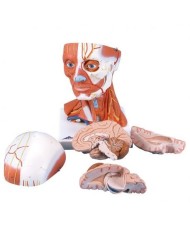 3B Scientific, modello anatomico di testa con muscoli, in 5 parti C05