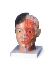 3B Scientific, modello anatomico di testa asiatica con collo, in 4 parti C06