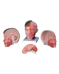 3B Scientific, modello anatomico di testa con collo, in 4 parti C07