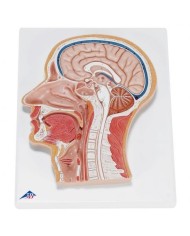 3B Scientific, modello anatomico sezione mediana della testa C12