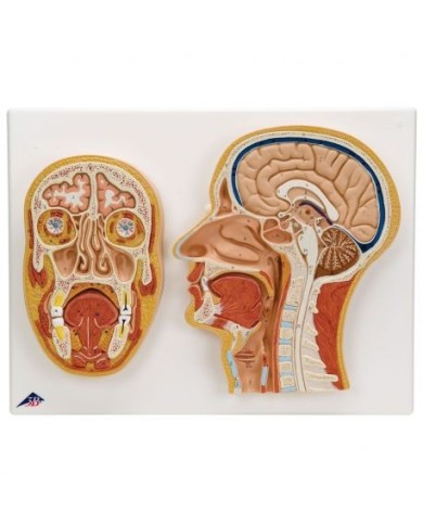 3B Scientific, modello anatomico sezione mediana e frontale della testa C13