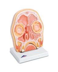 3B Scientific, modello anatomico con sezione della testa C13/1