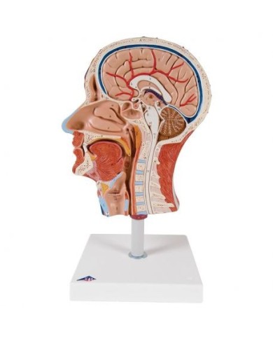 3B Scientific, modello anatomico di metà testa con muscolatura C14