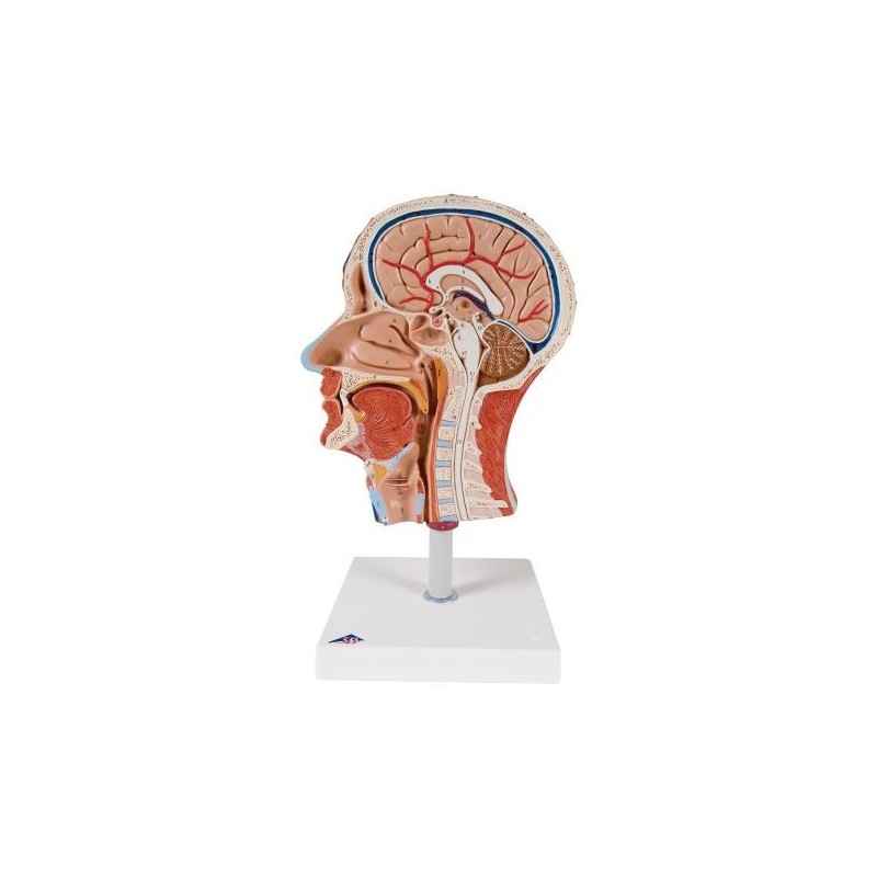 3B Scientific, modello anatomico di metà testa con muscolatura C14
