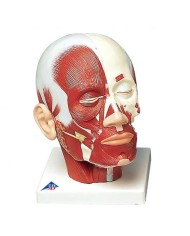 3B Scientific, modello anatomico muscolatura della testa VB127
